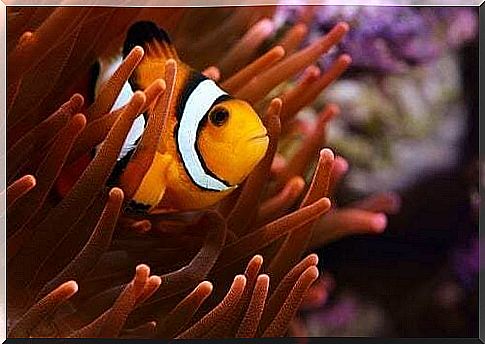 Sea fish: clown fish