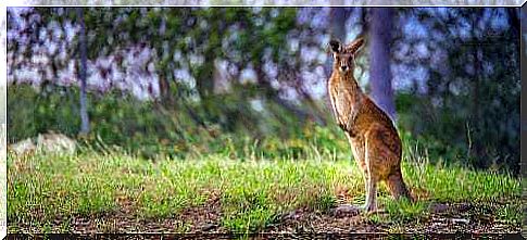 The kangaroo: characteristics and curiosities about the animal symbol of Australia