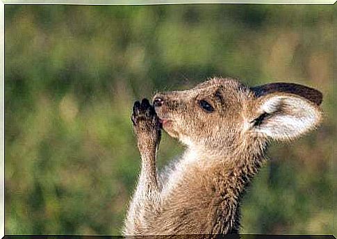 Curiosities about the kangaroo