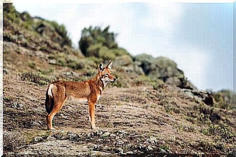 The last Ethiopian wolves: characteristics and behavior