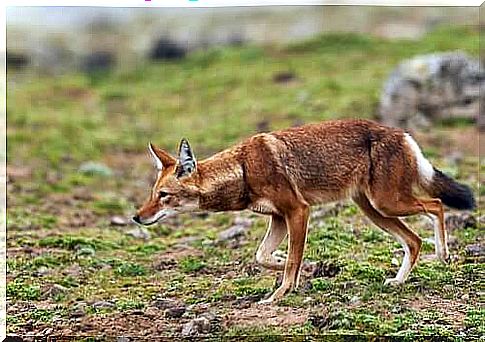 Ethiopian wolf hunting.