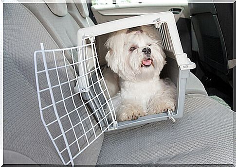 white dog in the car inside the pet carrier 