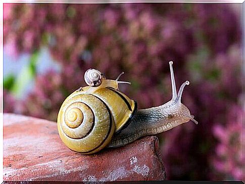 The life of the snail: with the house on your shoulders