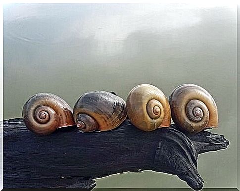 Snails on a branch