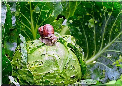 Snail on lettuce