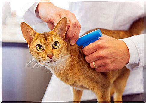 The microchip, the "health card" for animals