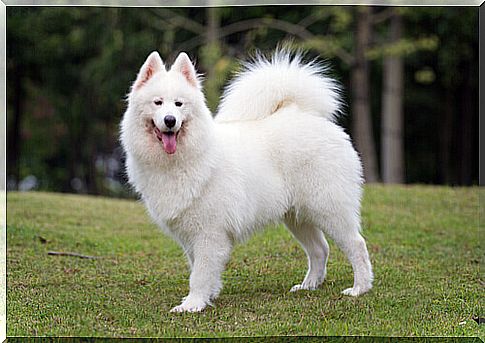 The most beautiful long-haired dog breeds