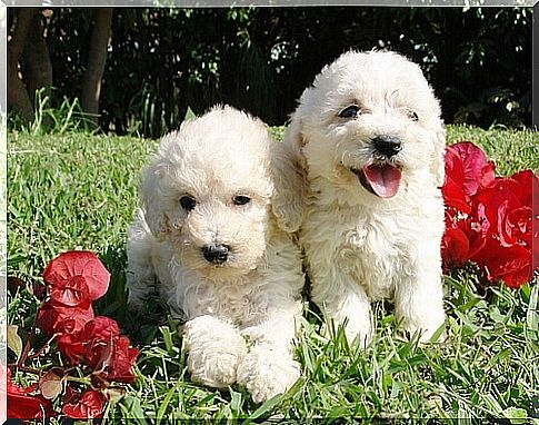 two very hairy puppies