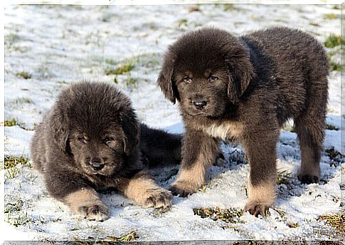 two Tibetan Mastiff puppies