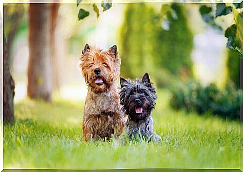 The most common characteristics in Terrier dogs