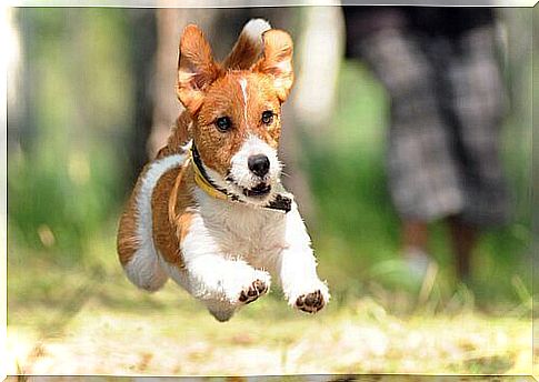 Terrier dog running 