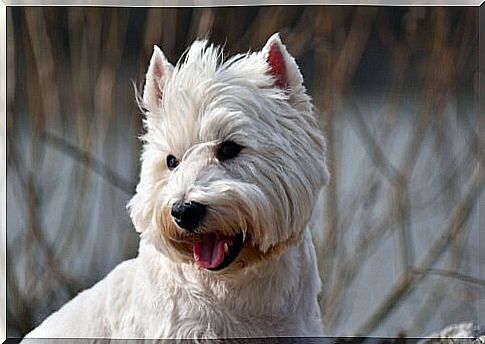 West Highland Terrier 