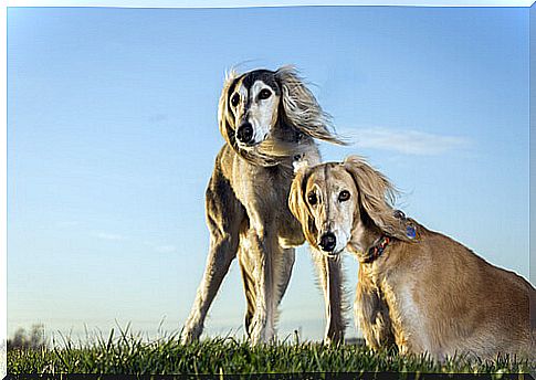 saluki on the lawn