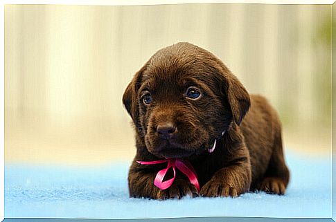 puppy-labrador-retriever