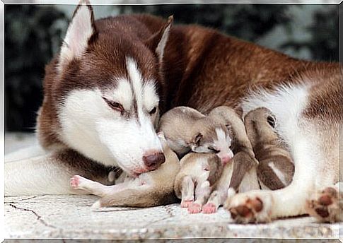 a husky mother takes care of her puppy