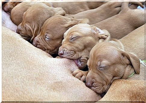 some puppies while being suckled by their mother