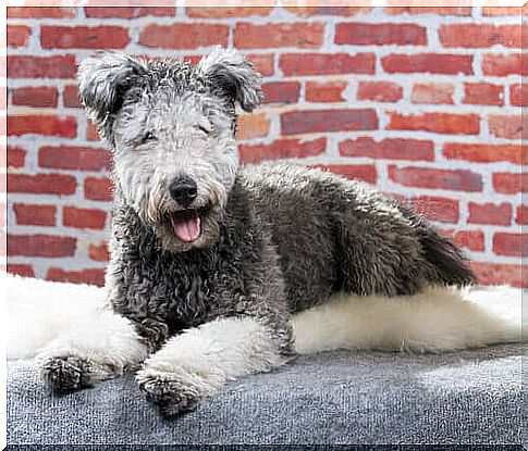 The Pumi, do you already know this new breed of dog?