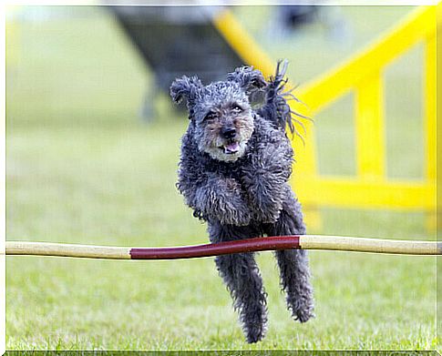 Pumi jumps an obstacle