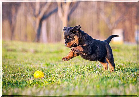 The Rottweiler: discover the character of this dog