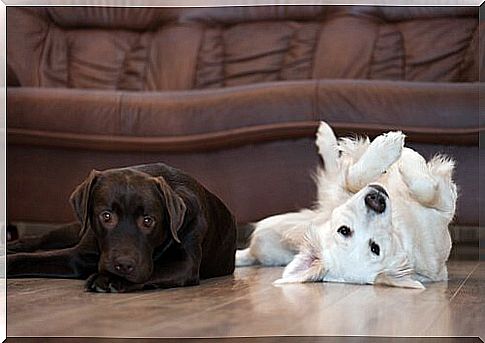 a brown and a white dog lying in a living room