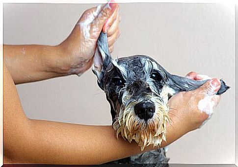 mistress washes the ears of a dog