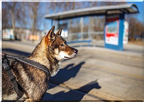 Shikoku dog on a leash 