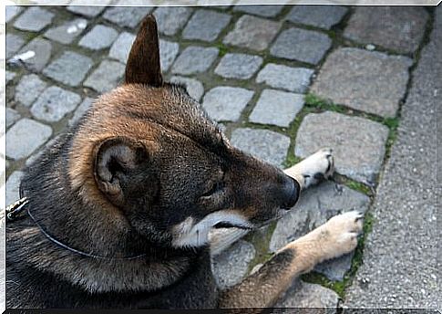 Shikoku lying on the ground 