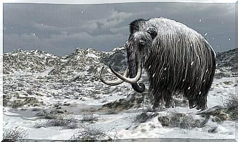 The story of the last mammoths on earth