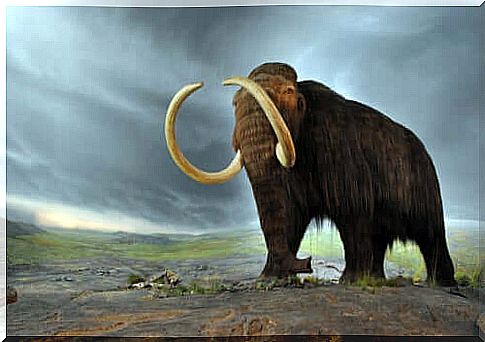 The history of the last mammoths