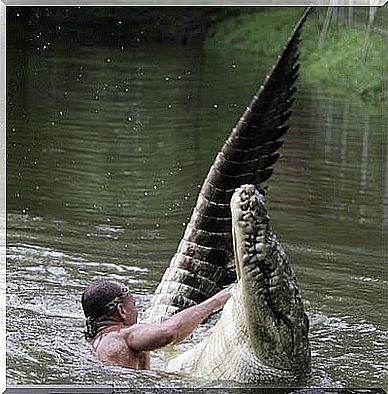 il pescatore Gilberto nuota con il coccodrillo Pocho