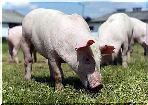 The swine respiratory complex causes considerable economic losses