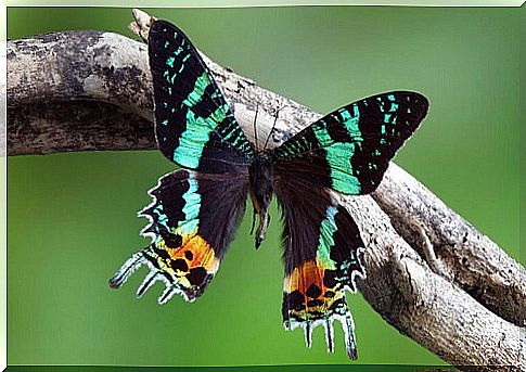 The urania of Madagascar, one of the most beautiful moths in the world