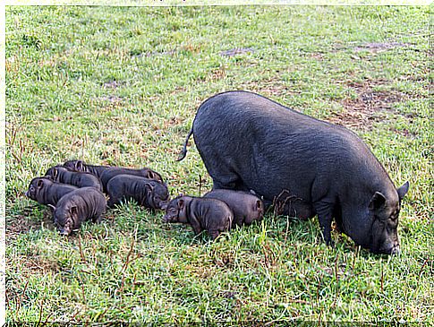 The Vietnamese pig as a pet