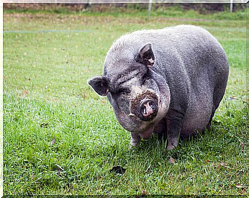 Vietnamese pig in the middle of the meadow 