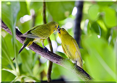 wavy parakeet-3