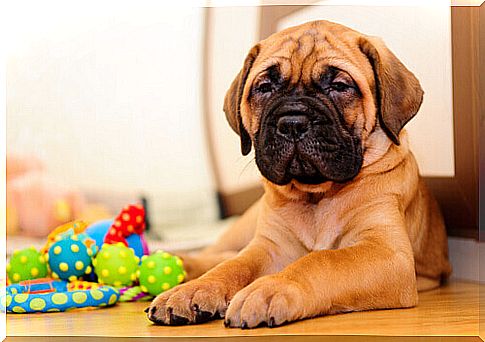 puppy dog ​​on the ground with toys 