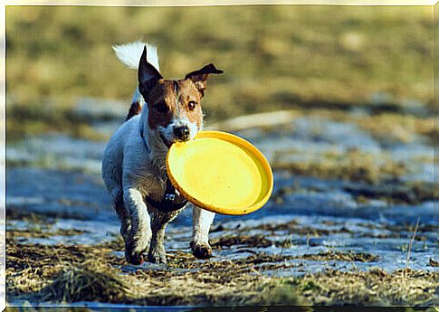 dog with yellow frisbee in mouth 