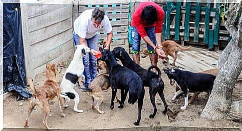 They evict association that welcomed abused dogs