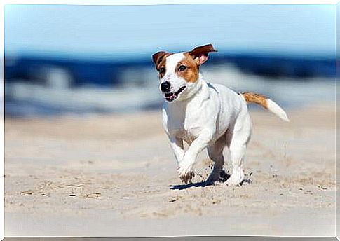 Tips for going to the beach with your dog