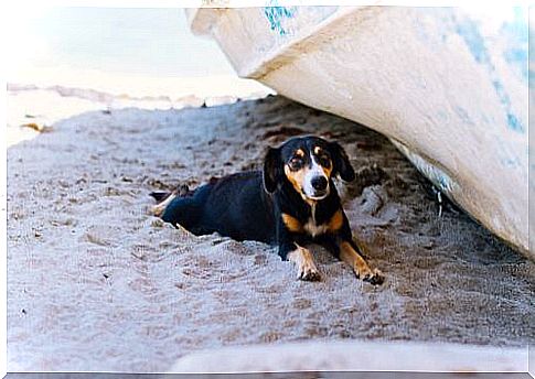 Dog in the shade at the beach 