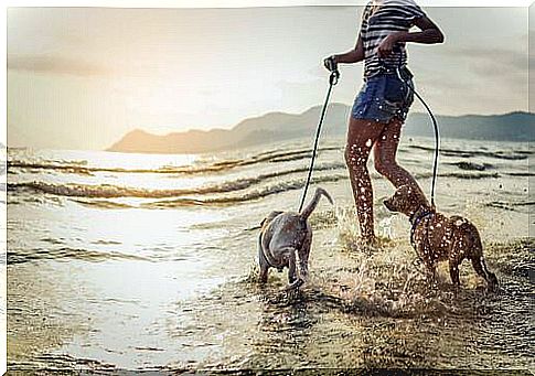 Mistress with dogs in the sea 