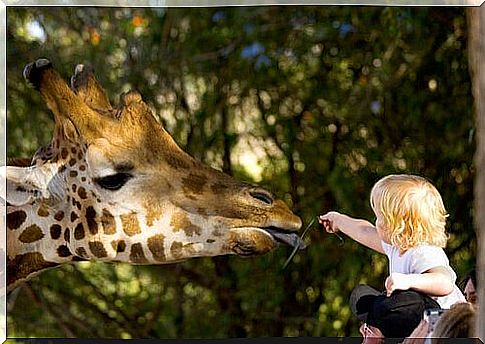 Giraffe with baby at the zoo 