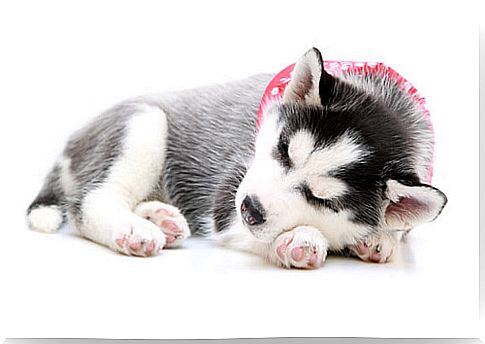 Tips for getting a dog to sleep