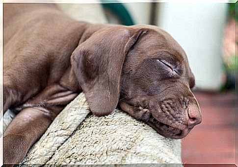 puppy sleeps