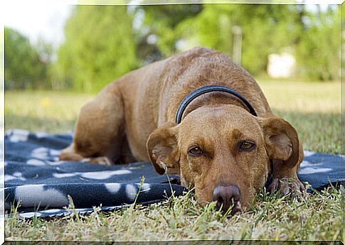 adult dog is resting on the grass