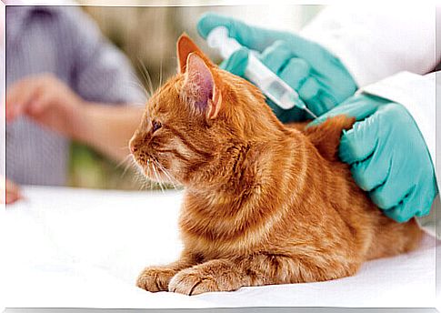 cat vaccination