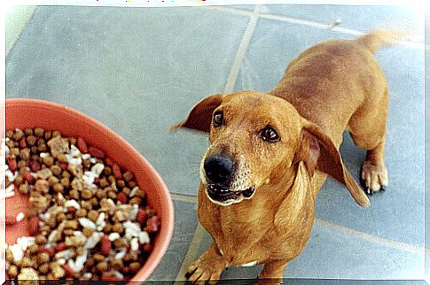 dog-and-bowl-with-food