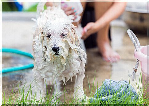 dog-with-foam-during-bath