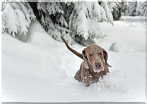 Top 10 Snow Dog Breeds