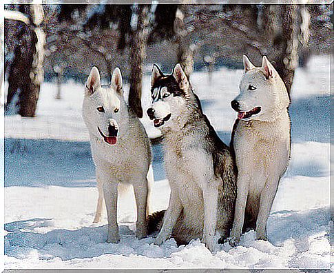 Husky sitting in the snow